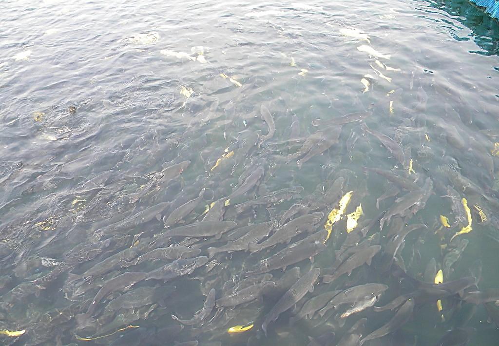 1554092117173245.jpg 731e9cd2a010222e40c9afca1f8f3f13.jpg